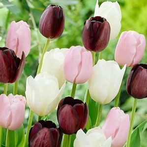 Meet your Posher, Georgia